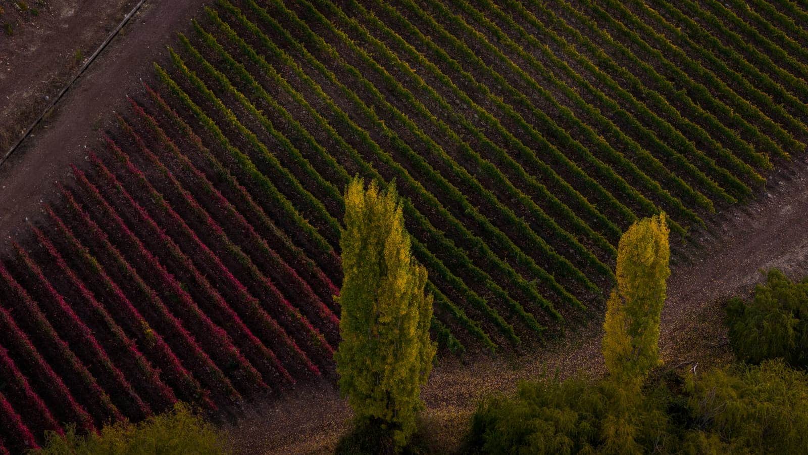Vista aérea viñedos Valle Secreto