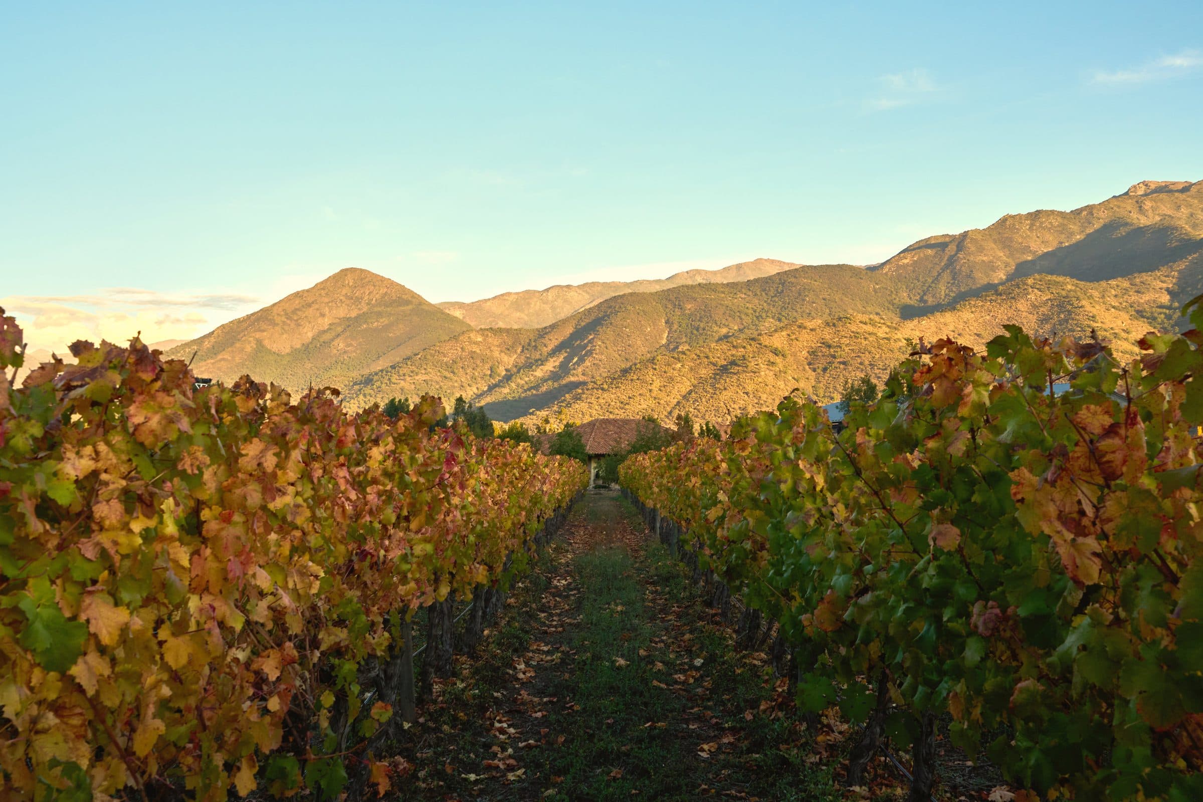 Hilera de viñedo en otoño