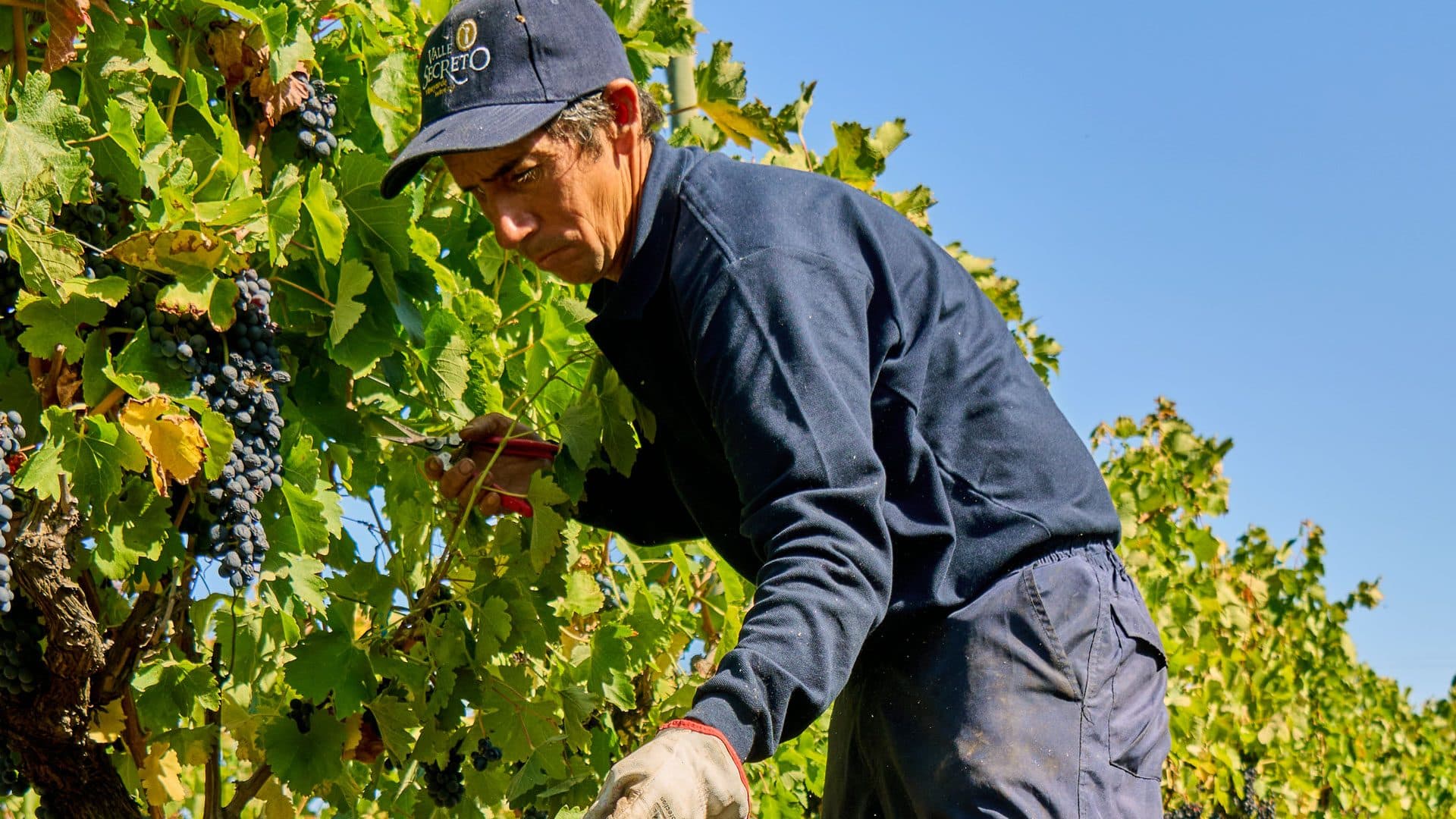 Trabajador cosechando racimos en el viñedo