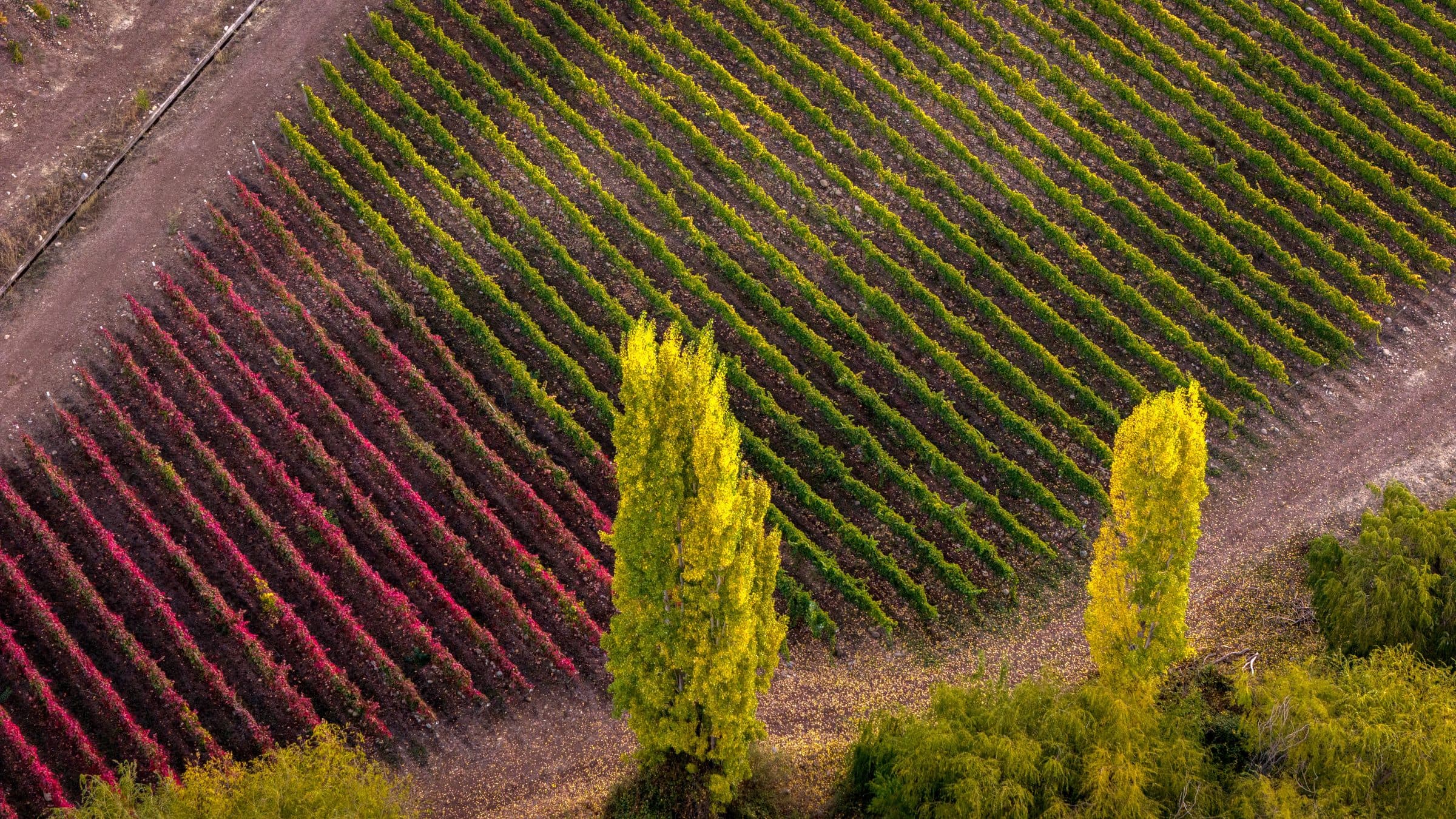 Vista aérea de los viñedos en otoño
